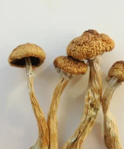 buy golden teacher mushroom.jp